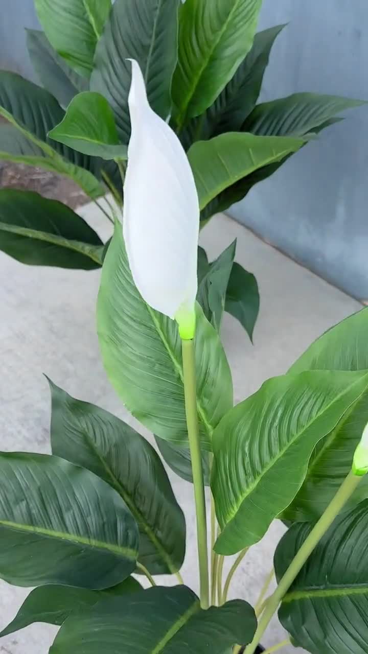 laurentii snake plant Snake Plant (Sansevieria Trifasciata Laurentii)