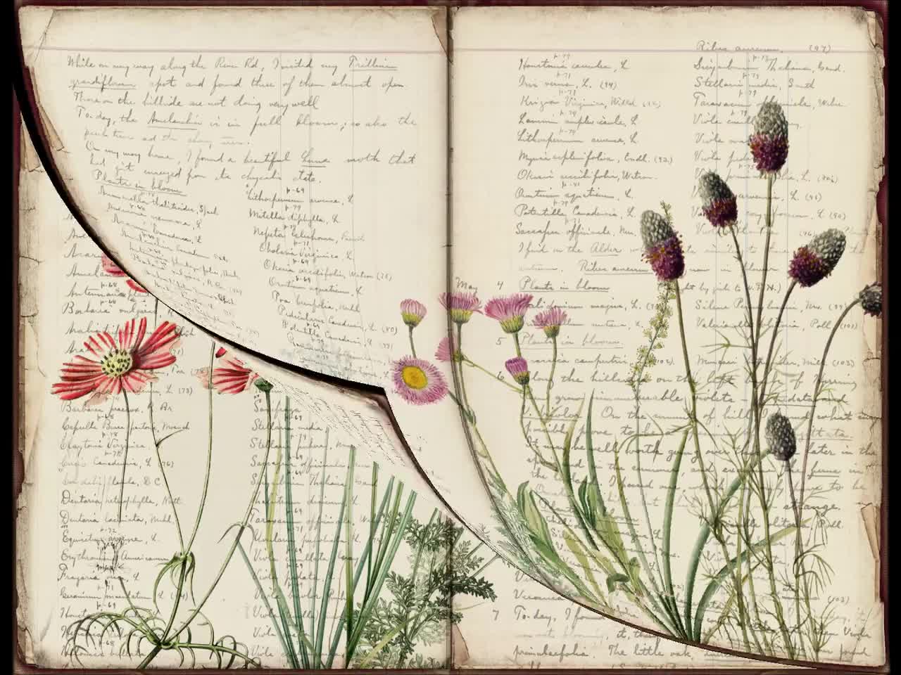 Digital Dandelion Journaling Pages, Vintage Junk Journal