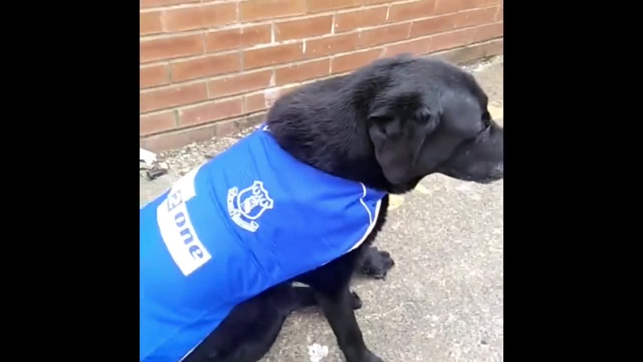 ANY Team DOG Football Shirt Upcycled From HUMAN Shirts 