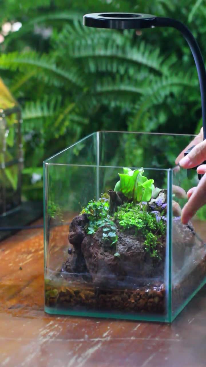 Watertight Curved Glass Terrarium With Grow Lamp for Tropical Bog
