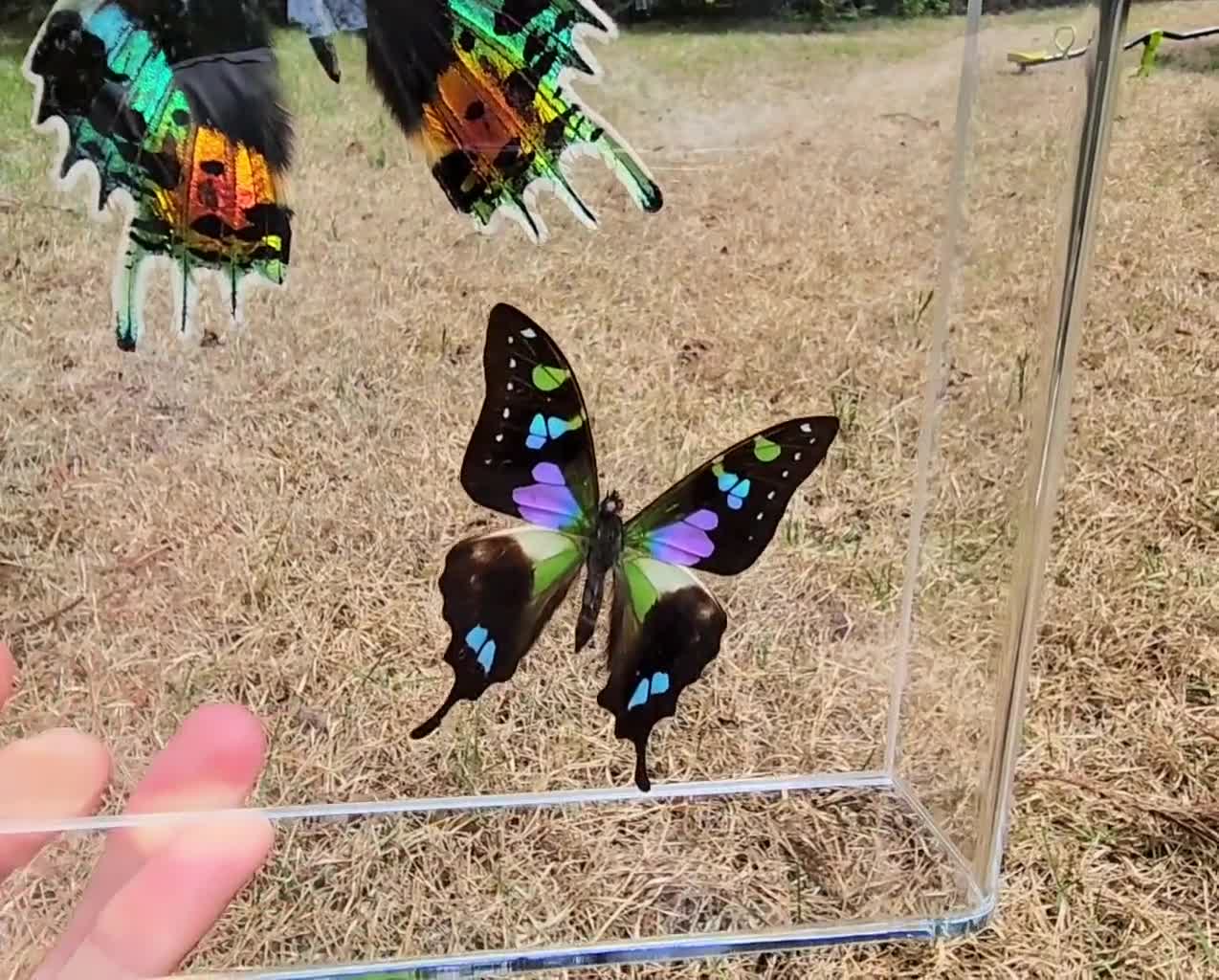 3D Framed Real 