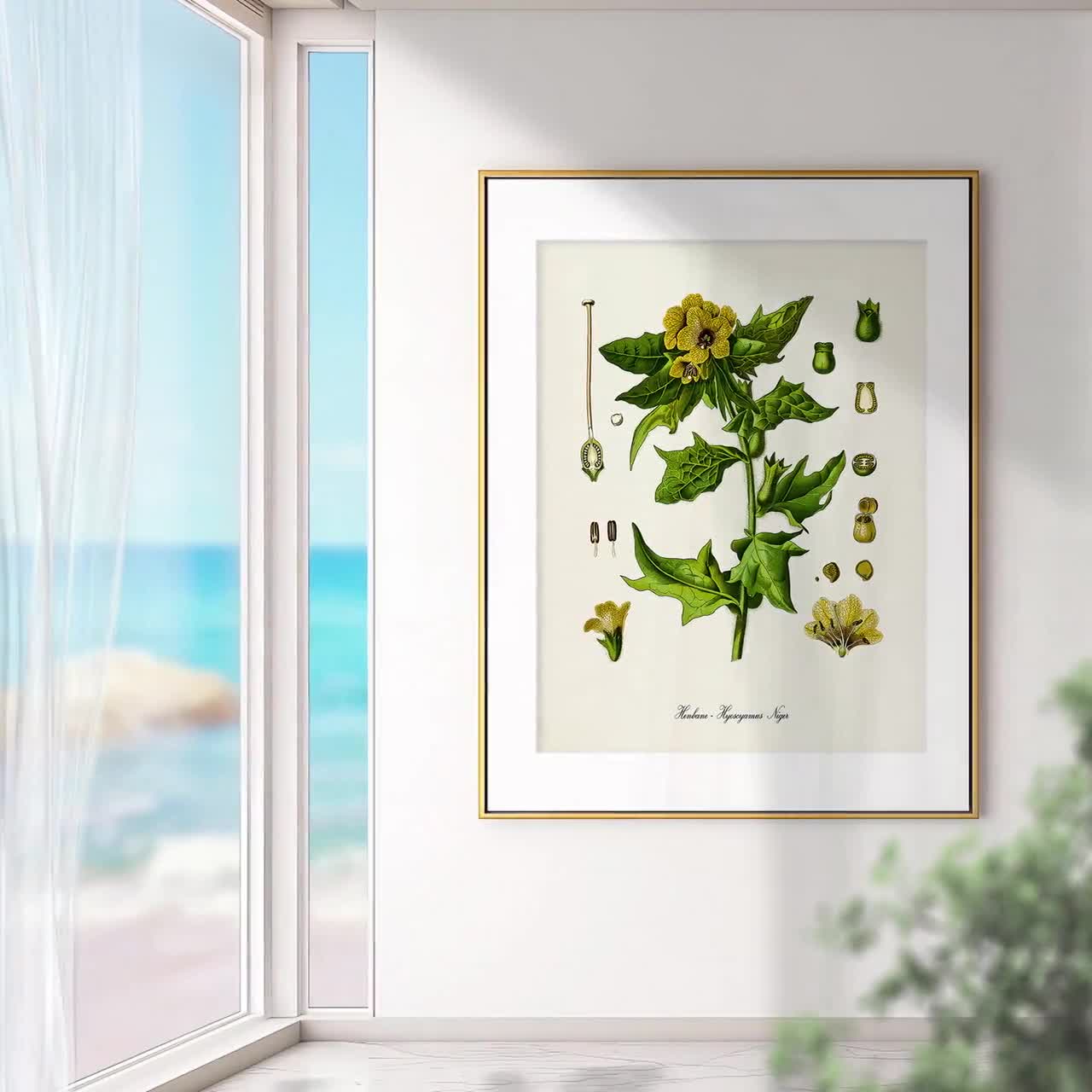 Henbane Botanical Art Print, Stinking Nightshade, Poison