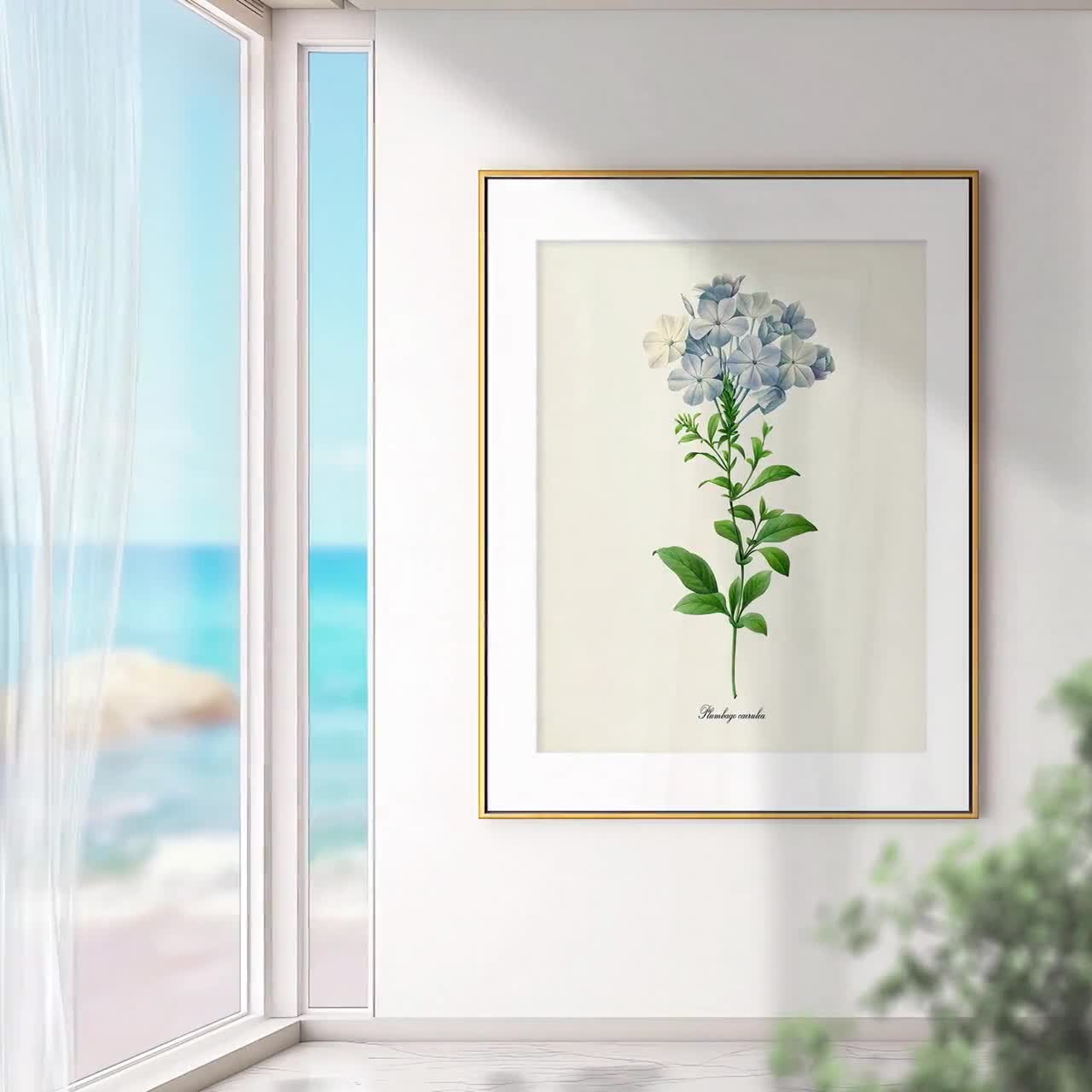 Vintage Redoute Blue Plumbago Botanical Print