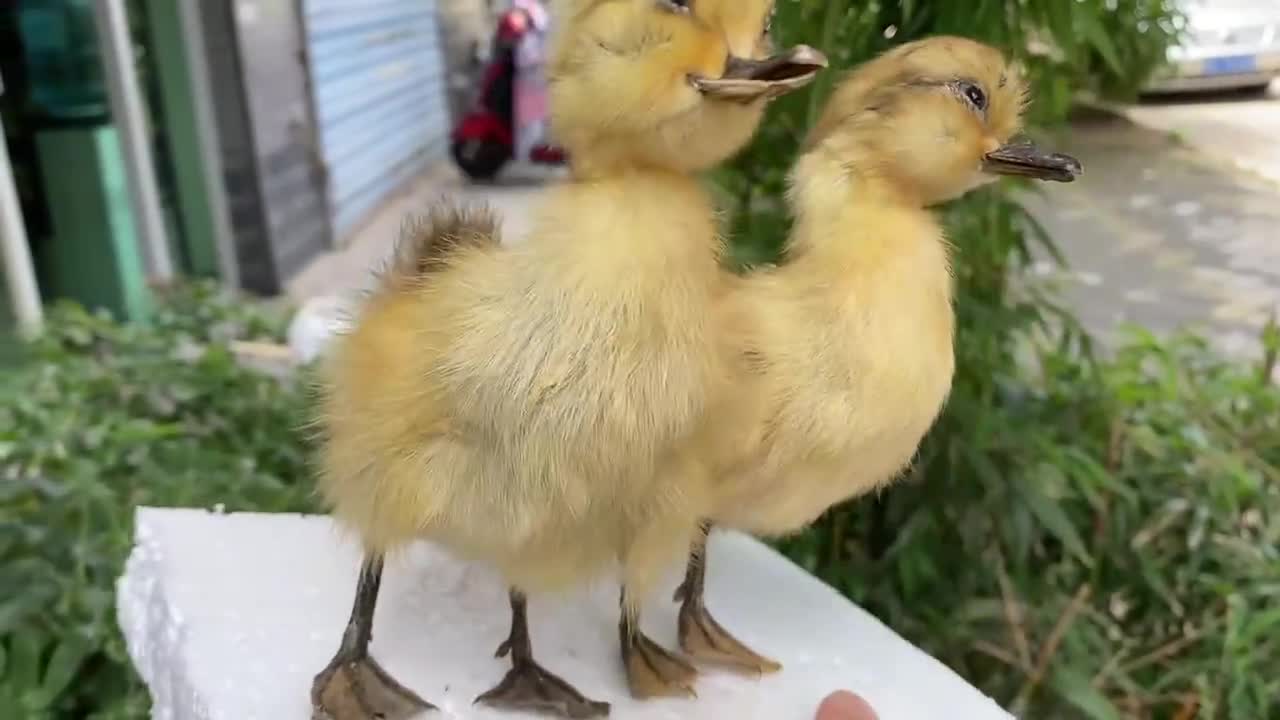 1ピース剥製アヒル赤ちゃんアヒルの子黄色いアヒルの子、本物の