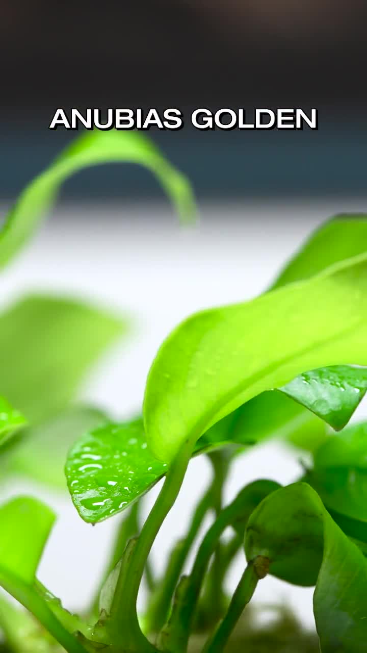 Easy Aquarium Plant – Anubias Nana Golden for Planted Aquariums and Aquascaping video poster
