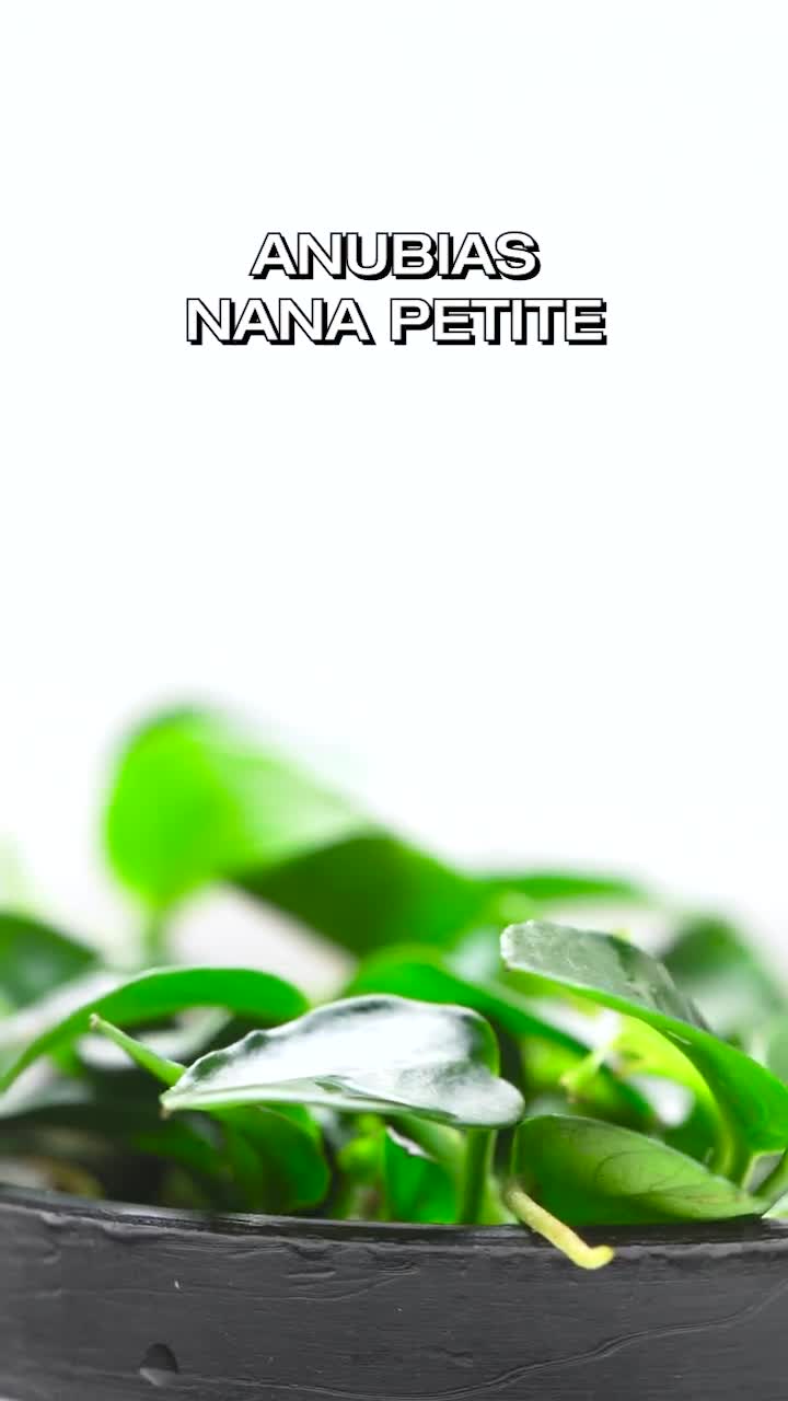 Anubias Nana Petite Value Packs On Sale (3Pack & 5Pack), Easy Live Aquarium Plants For Planted Tank. Beginner Aquatic Plants, Aquascaping video poster