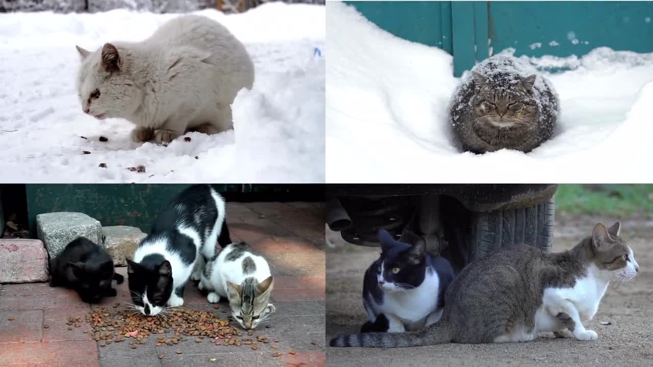 My mom builds ultra insulated cat houses for the stray cats that hang  around during the freezing winters : r/cats