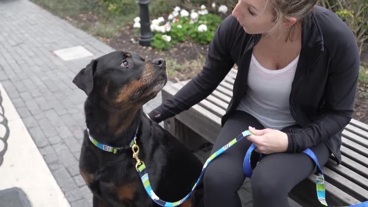 a tail we could wag Leash - Block Island - Auburn Leathercrafters