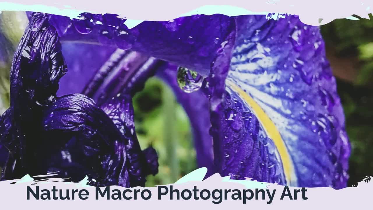 Offers Raindrops on Iris Petals Original Glossy Photography Print 8x10