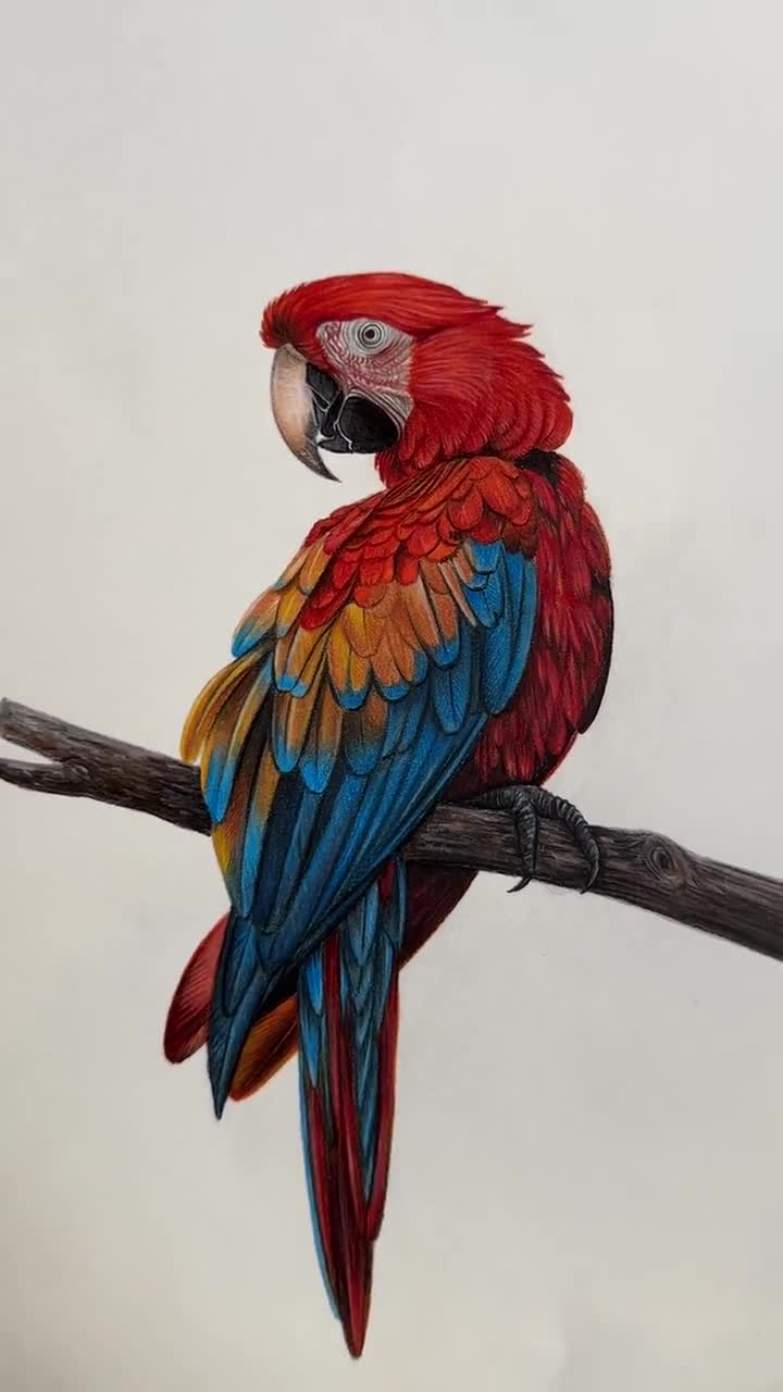 ベニコンゴウインコ ― オリジナル色鉛筆画、熱帯の鳥のイラスト、30