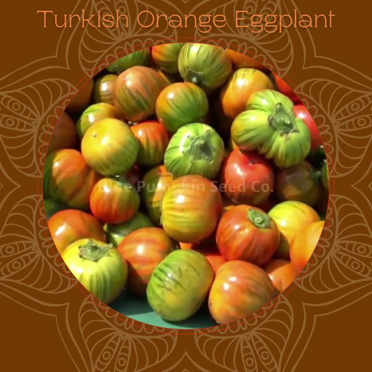 Turkish Eggplant heirloom/op Seeds: Scarlet Eggplant Seeds 