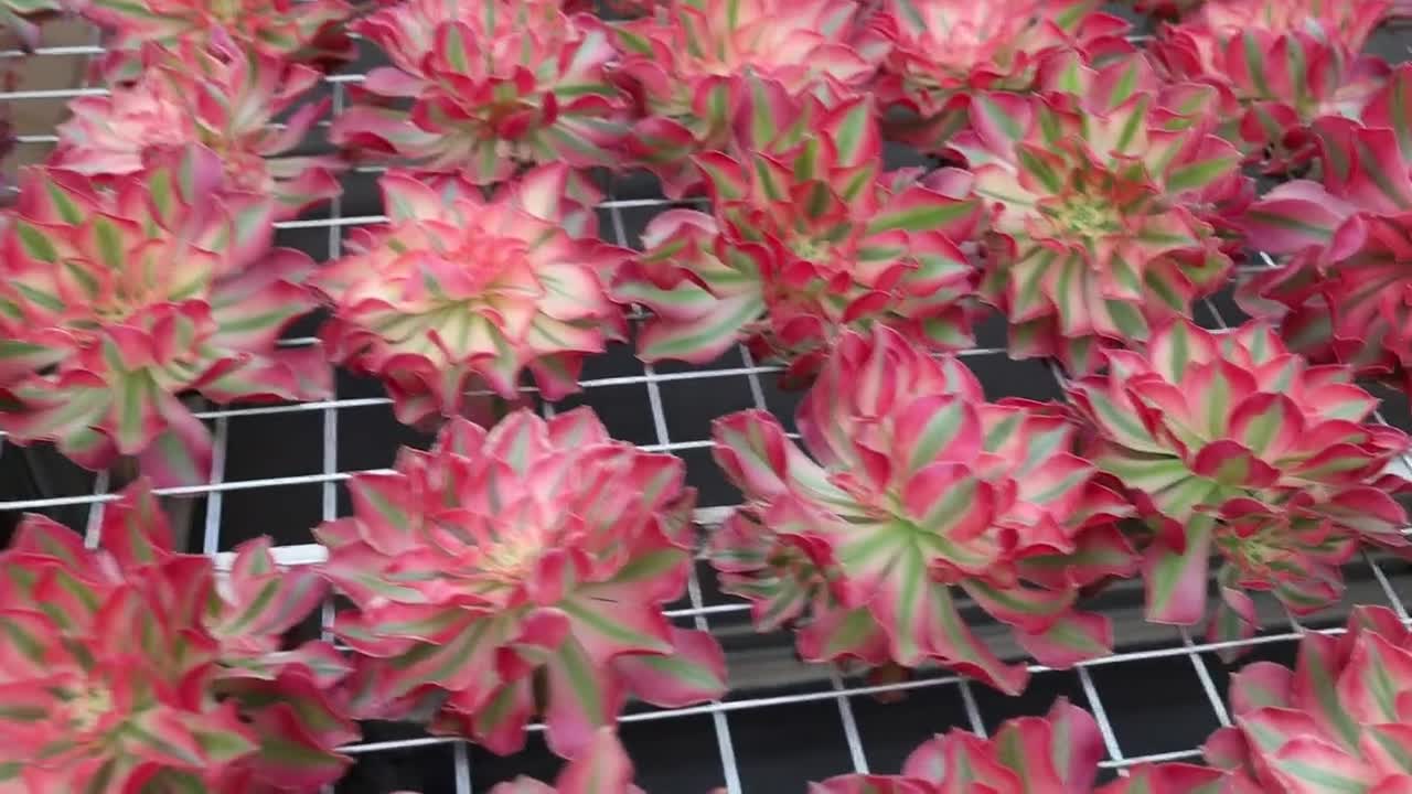 アエオニウム ピンク ウィッチ、珍しい生きた多肉植物 - Etsy 日本