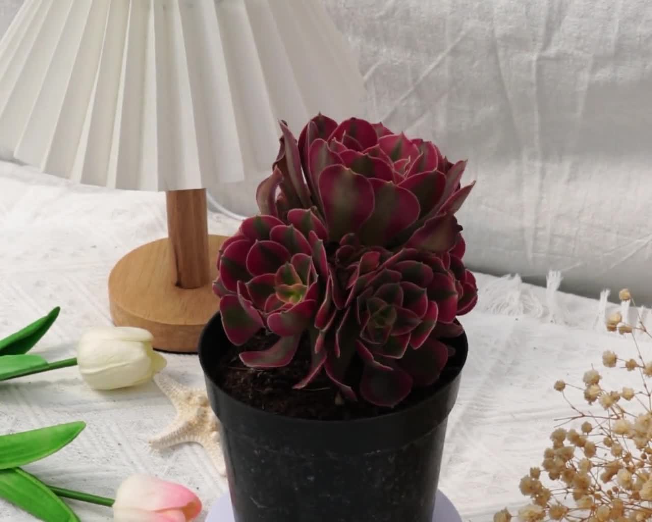 アエオニウム・ピンクウィッチ、珍しい多肉植物で最高の贈り物 - Etsy 日本