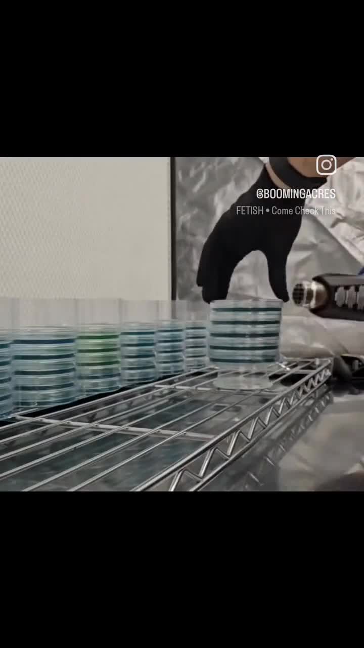 Vasos de agar coloreado PDYA / 70 mm, paquete de 100 video poster