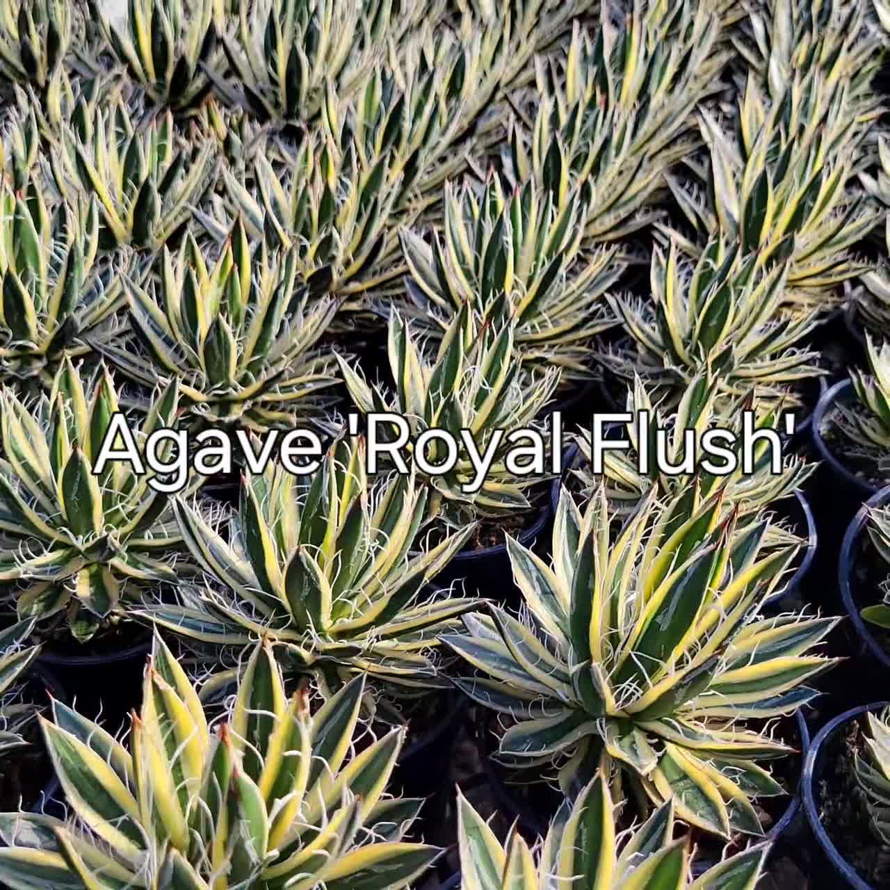 フラワー・ガーデニング Agave schidigera ' Flush' 19 Agave schidigera ' Flush' 19 【公式通販】