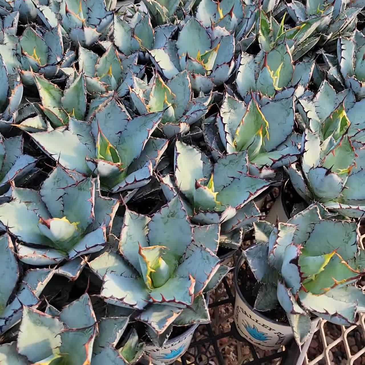 Agave ‘Eborispina×Black&Blue’ Agave titanota 'Black and Blue' – Happy Valley Plants