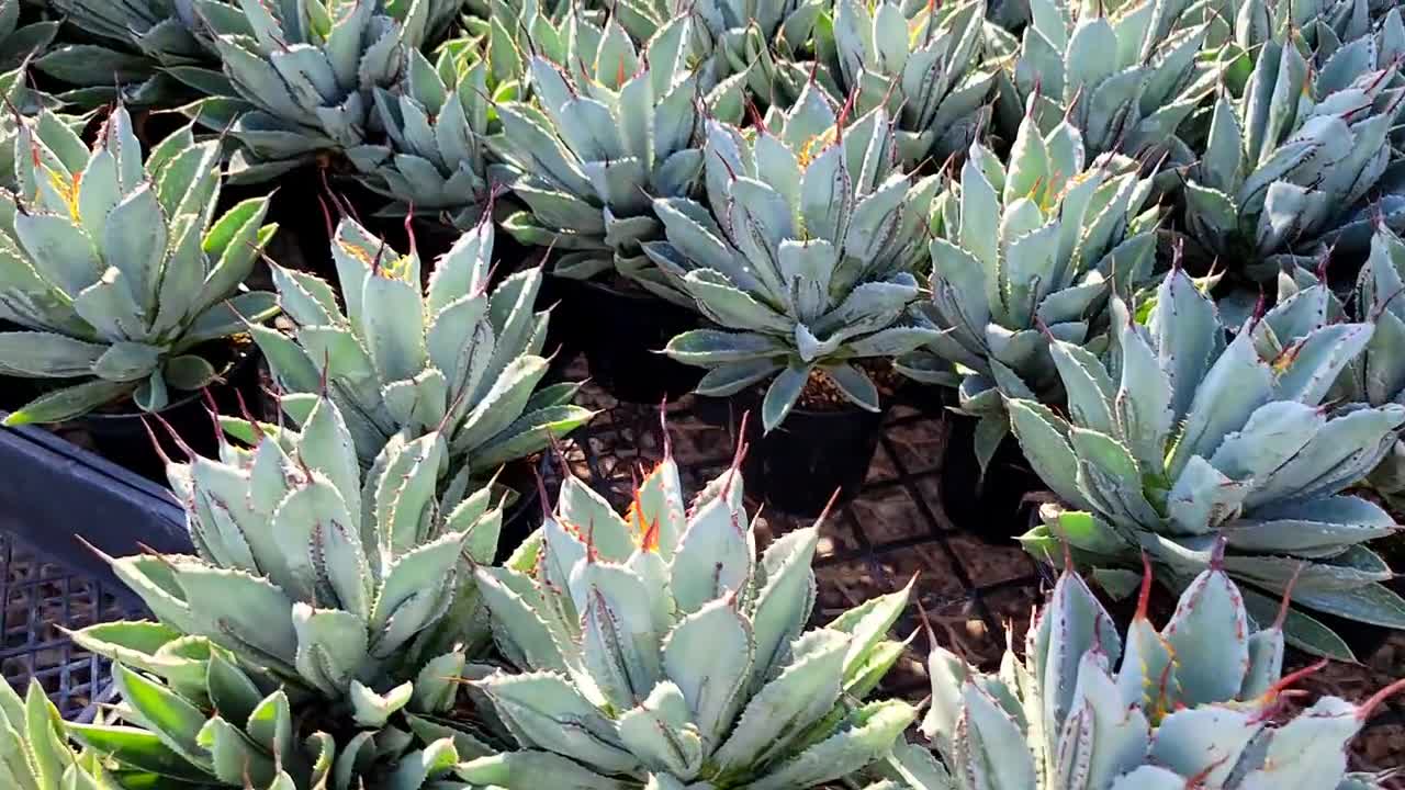 Agave Potatorum Hybrid 'cubic' 3.5 In. Pot - Etsy