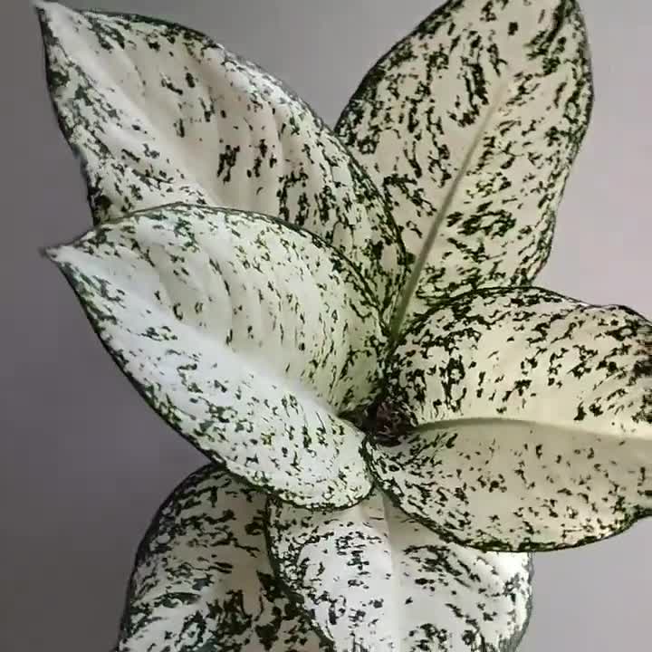 Aglaonema Big Roy store White By Ship DHL Express