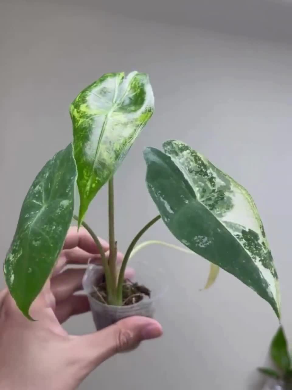 Alocasia Longiloba Variegated 4