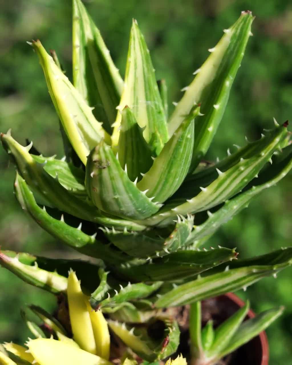 aloe vera plant pot size 3-5 FT Aloe Vera