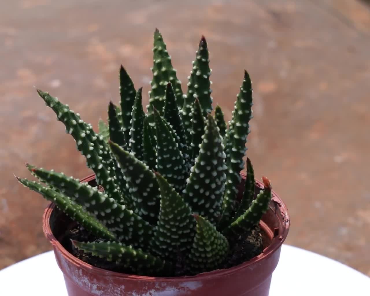 aloe vera gel für haare Aloe Vera Gel from the Pharmacy – Moisture & Care main image 0