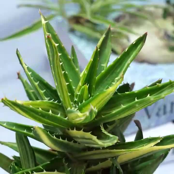 Aloe mitriformis variegated - Succulent Plants - A Touch of Nature for Your  Space
