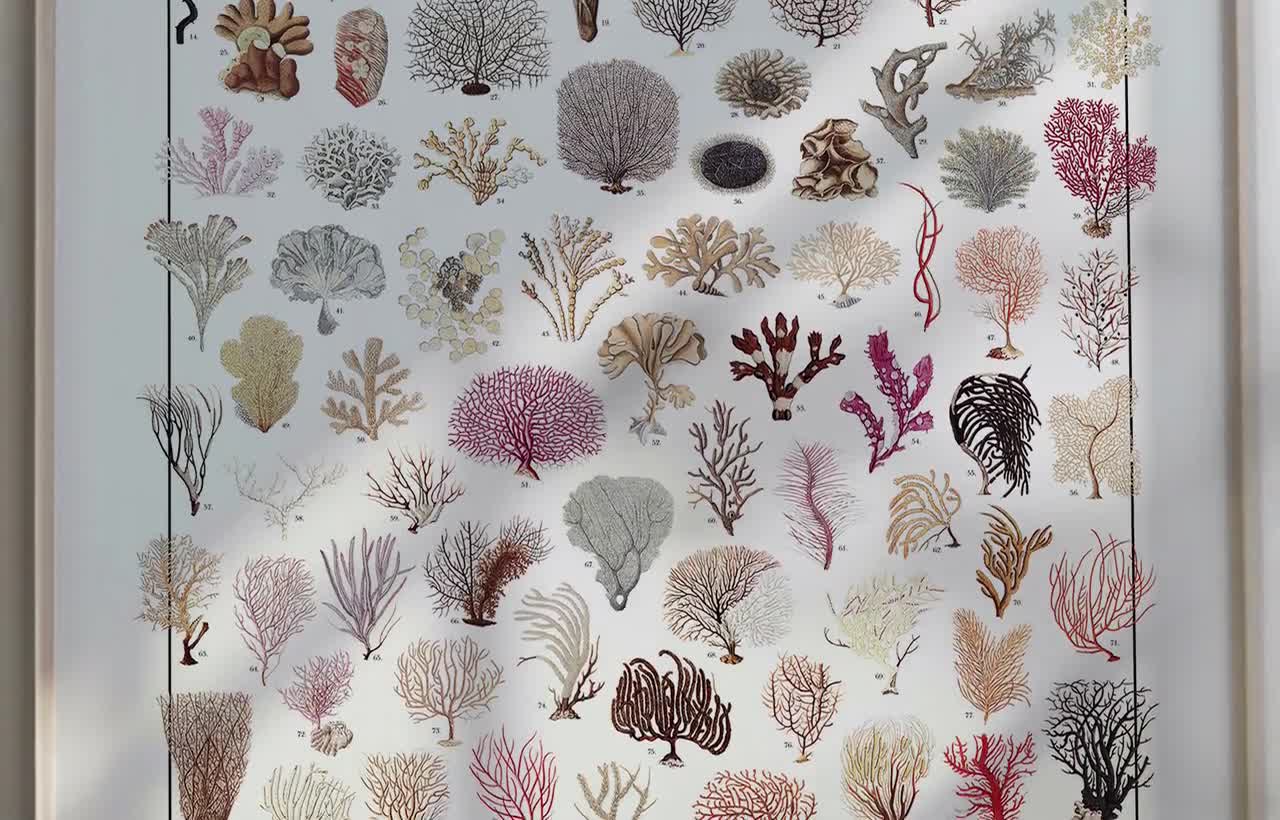 Poster Anthozoa N.1 / Corals, 96 Illustrations of Different Types