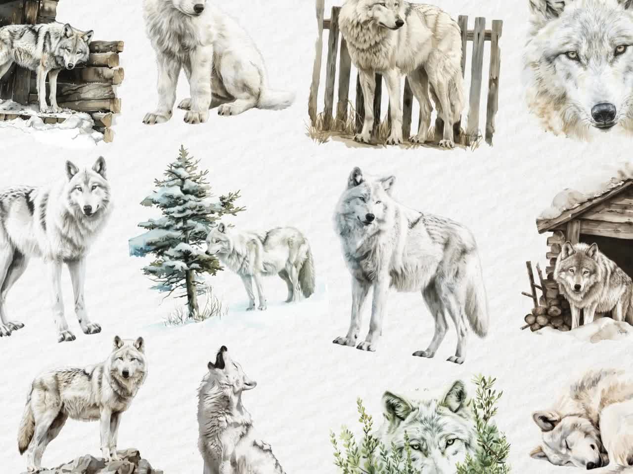 水彩画の北極オオカミのクリップアート、白い雪オオカミ、北極の野生