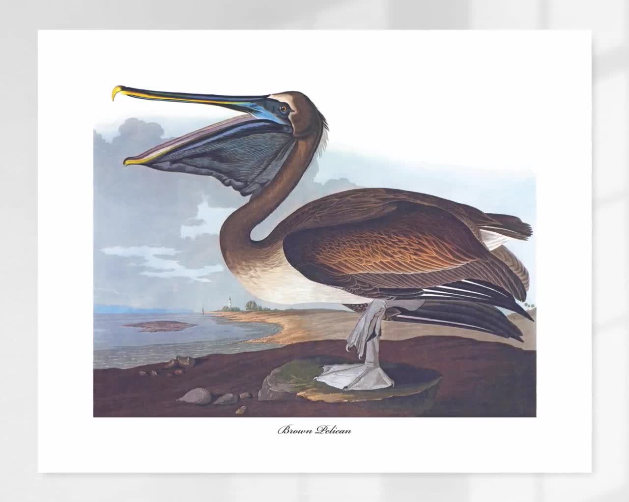 Download Brown Pelican Art 1850s Audubon Bird Print - Etsy Denmark