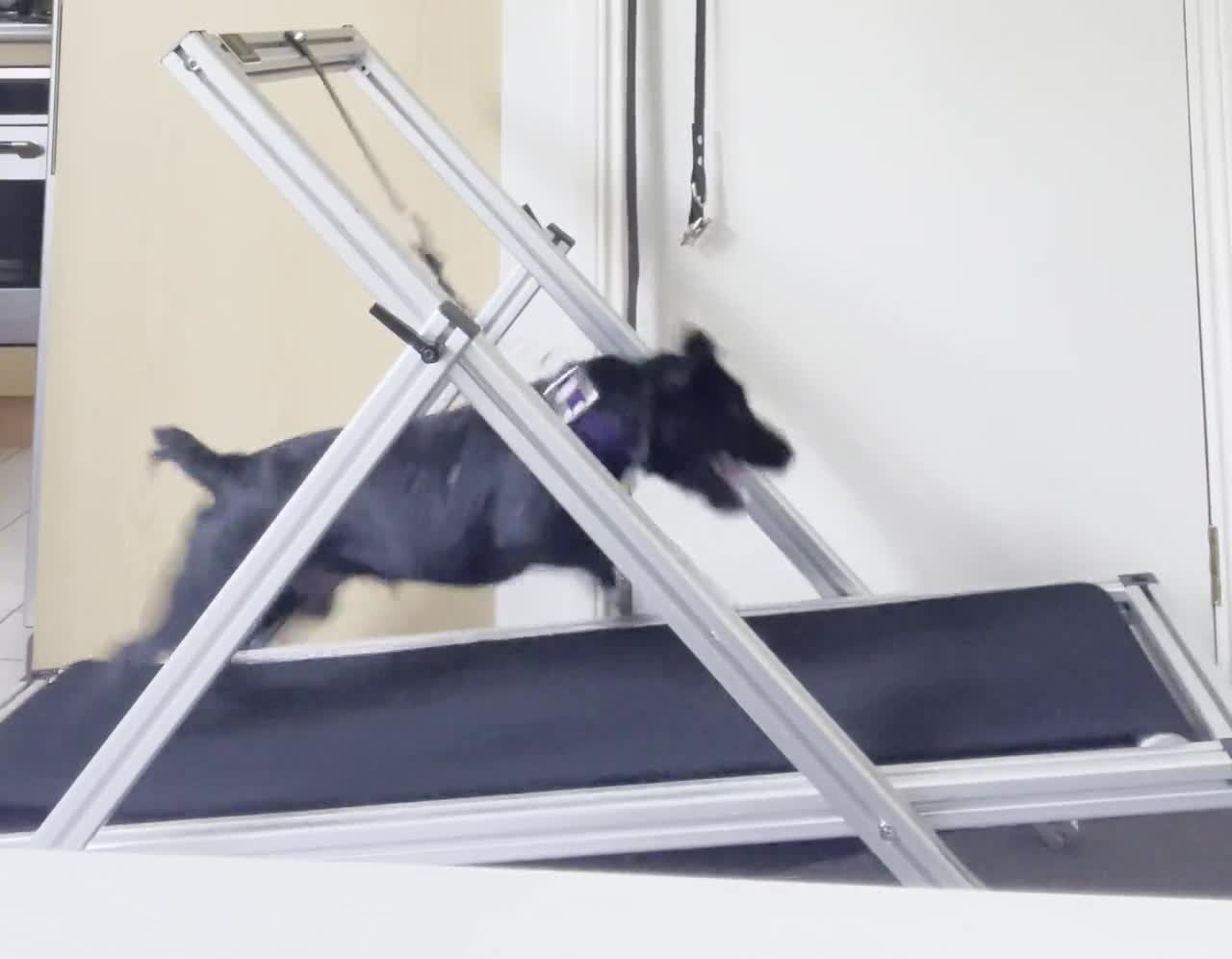 Get The Best Out Of Your Chase Pro Dog Treadmill - Chase Pro