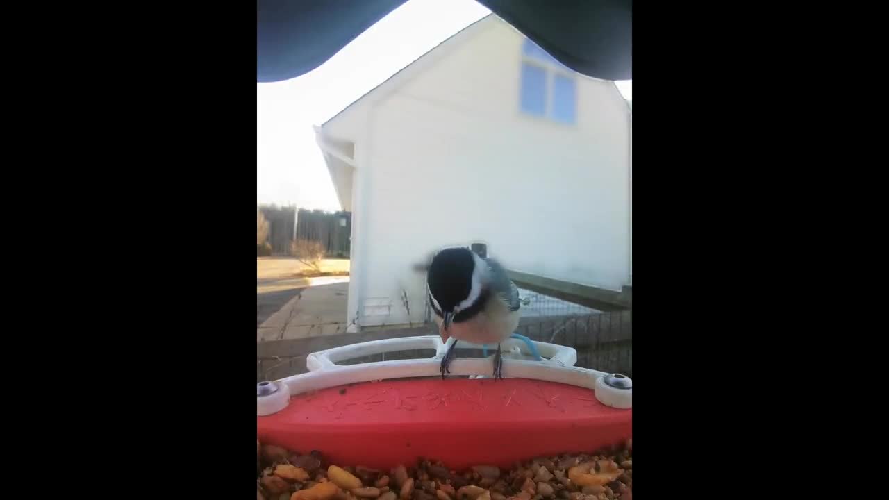 Bird Buddy Perch With Built in Hummingbird Feeder 