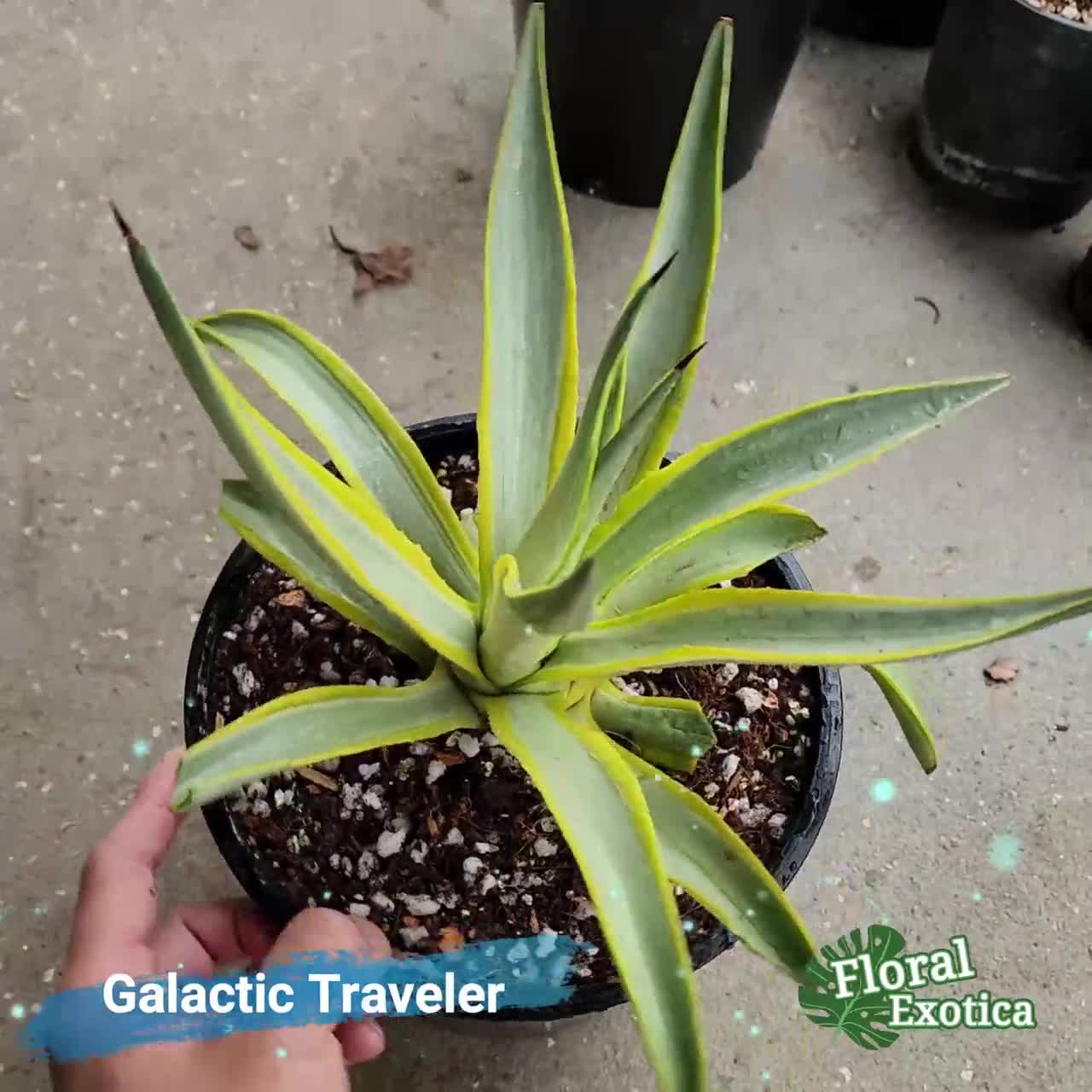 Desmettiana 'Galactic Traveler' - アガベ デスメティアーナ ブルームーン - 銀河旅人 - 龍舌蘭専門店 -  Specialty Agave Shop - US Stock - 植物検疫証明書付きで出荷