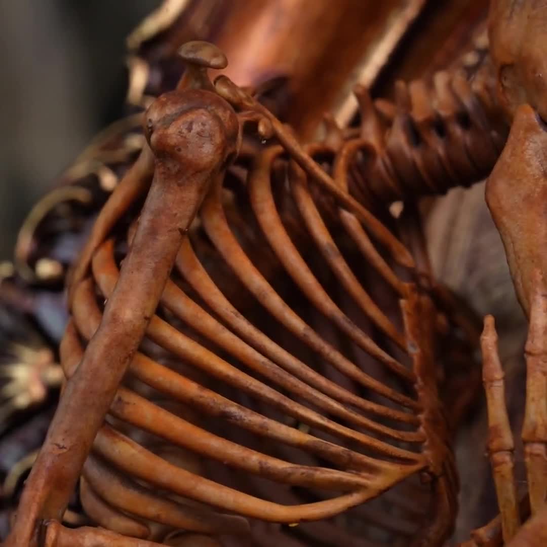 Human Baby Skeleton Fetus 3D Printed on Vintage Victorian Frame
