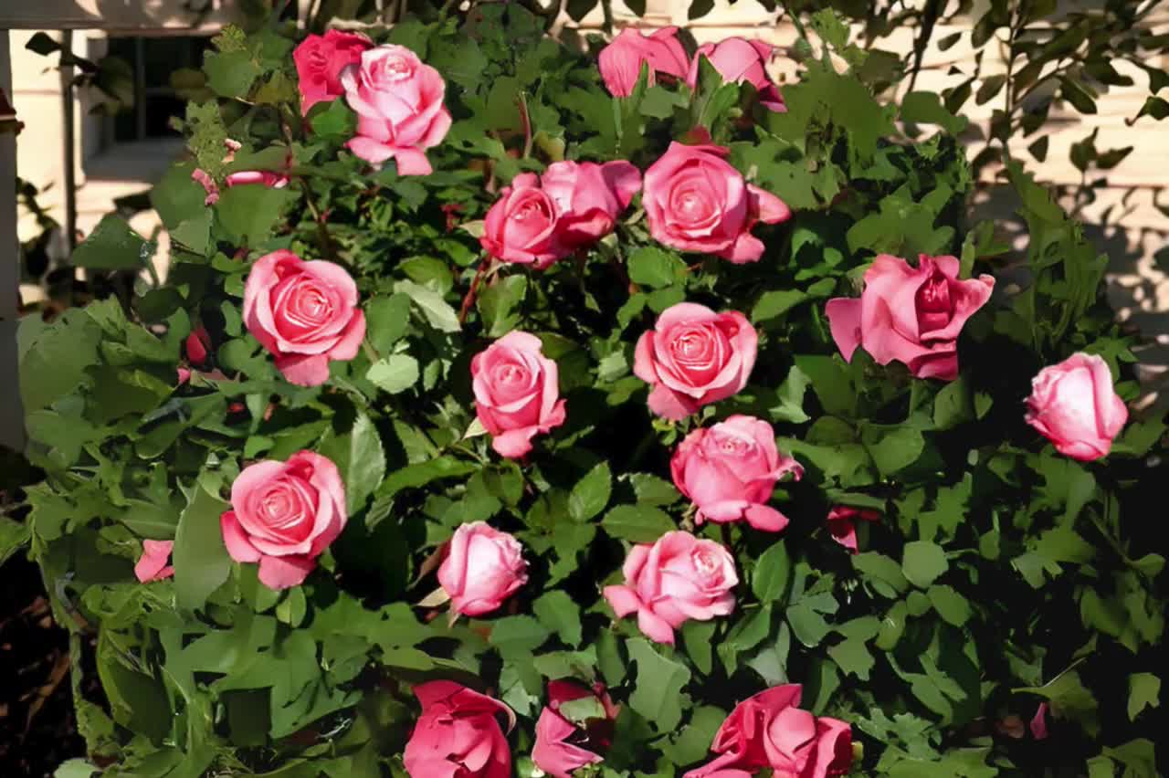 1 Belinda's Dream Rose Live Starter Plant (Grows in 2 Pot)  Fragrant Pink  Shrub Rose for Garden Beds, Borders & Containers