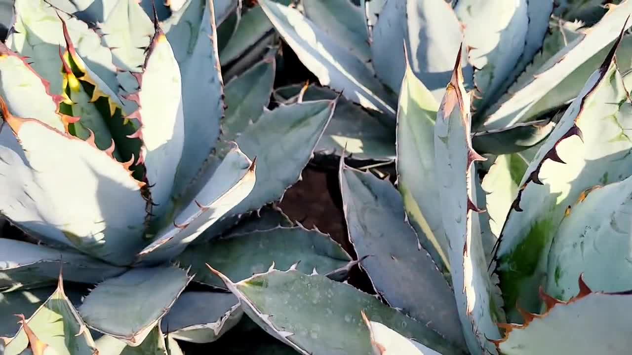 Black and Blue Agave - Lg. Bare Root - Etsy
