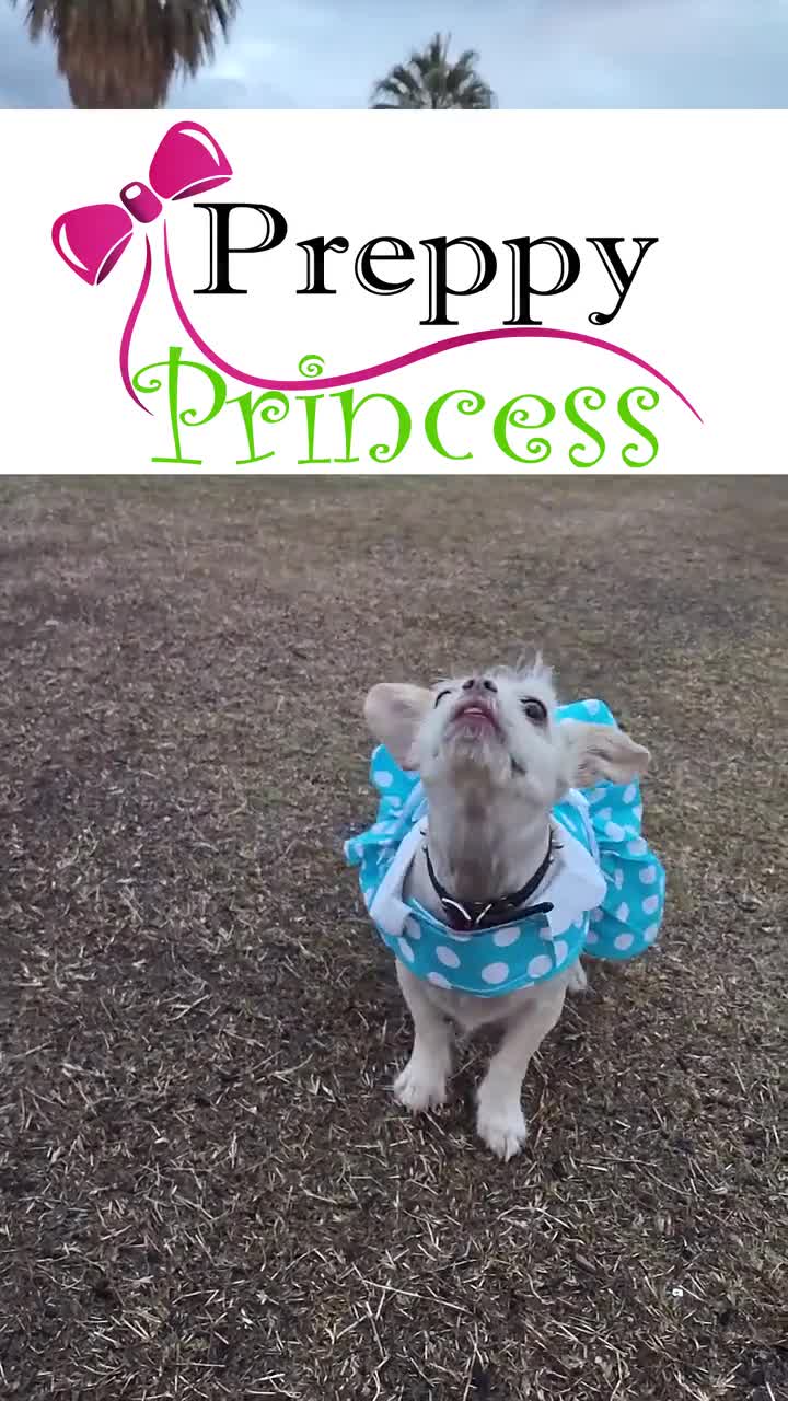 Preppy Princess Puppy Boutique