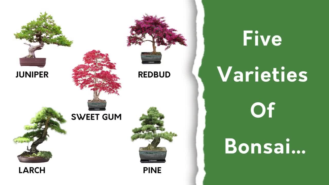 GROWING KIT, BONSAI Kit, Bonsai Seeds Grow 4 Types of Bonsai Trees Nature  Lover Housewarming Gift, Bonsai Tree Starter Kit -  Israel
