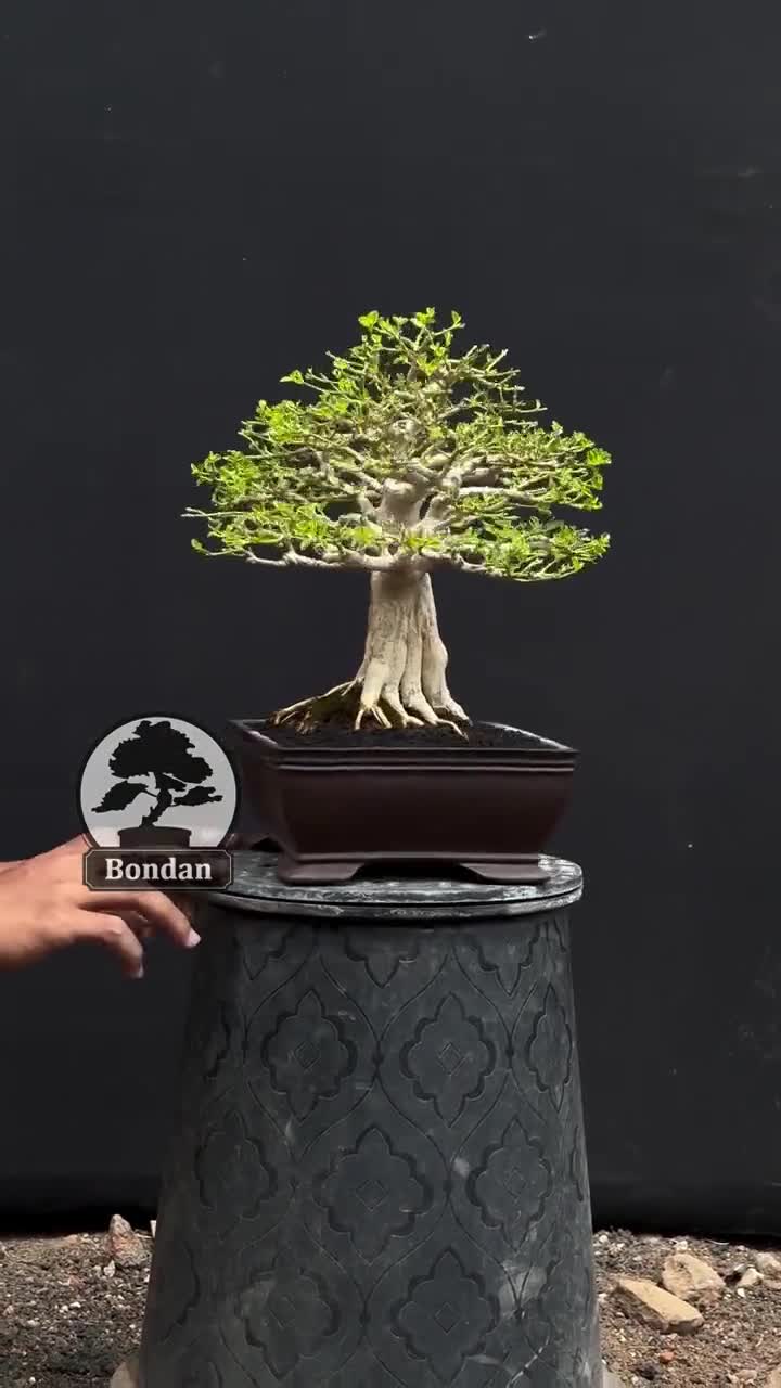 Live Bonsai Tree. Premna Micropylla. Bonsai Tree. Small Size SK021. - Ficus  - Tiger Brek - Japanese maple