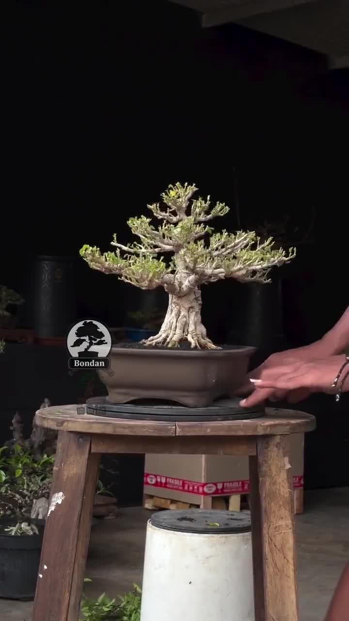 Live Bonsai Tree. Hibiscus tiliaceus. Bonsai Tree. Small Size SK024. -  Ficus - Tiger Brek - Japanese maple