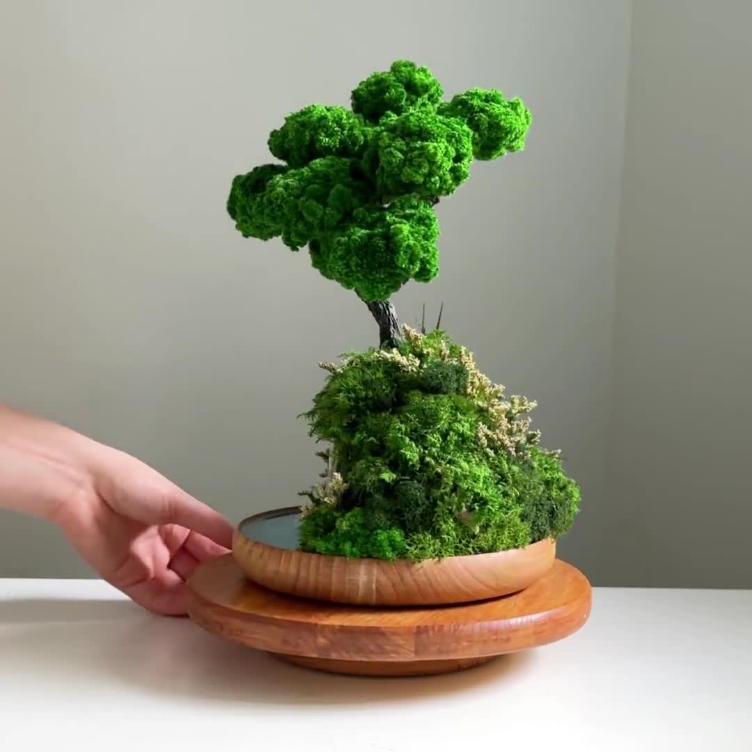 bonsai substrat kiryu Kiryu Zuna Ideal Substrate For Bonsai And Succulents  Urban Gardening Mom