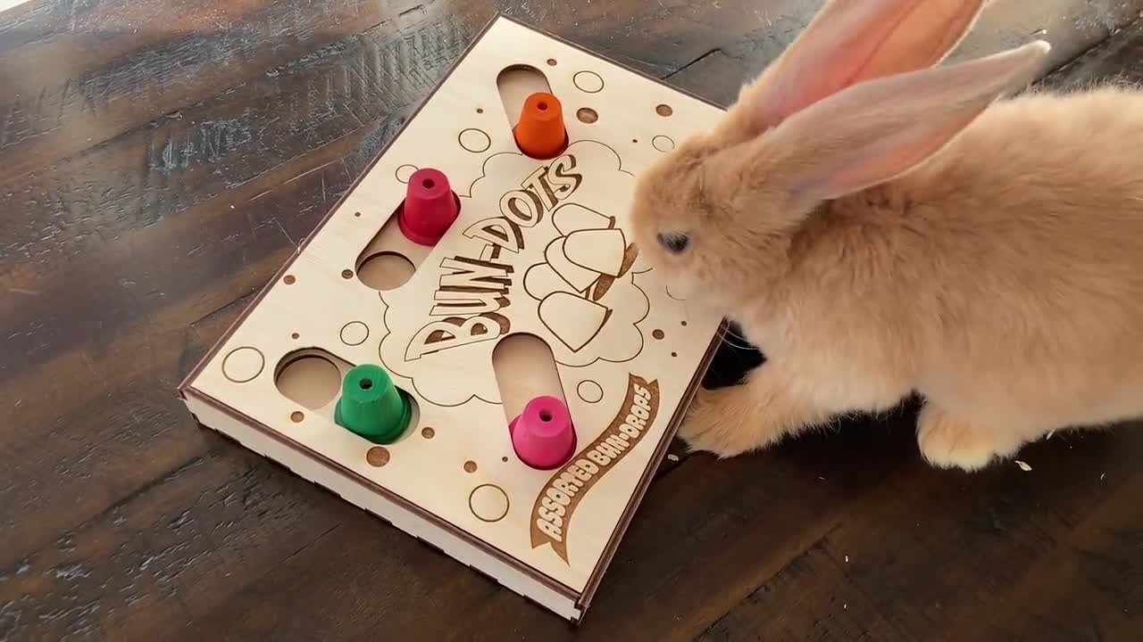 Logic toys outlet for rabbits