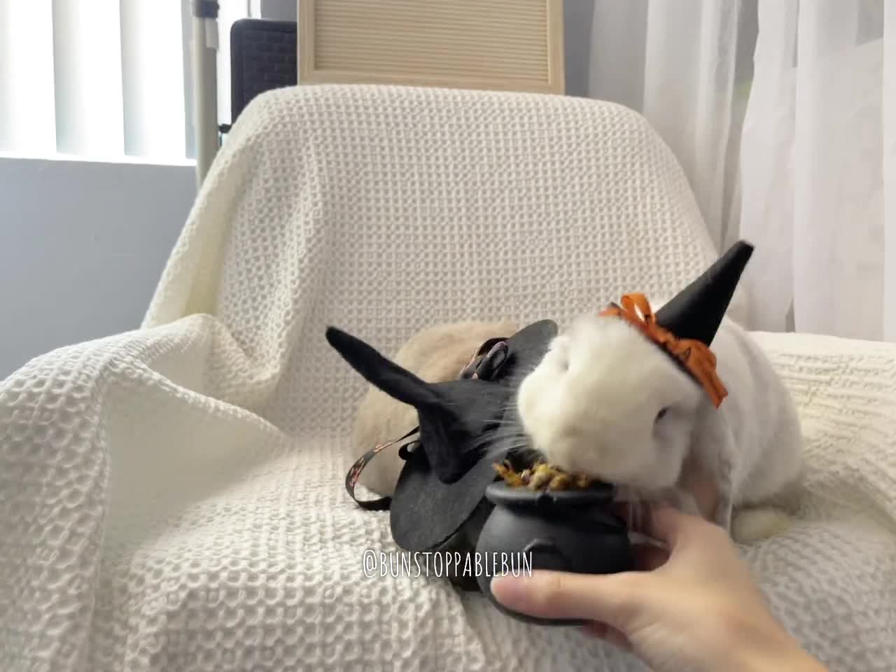 Witch Hat for Small Pets/ Bunnies / Guinea Pigs / Chinchillas - Etsy