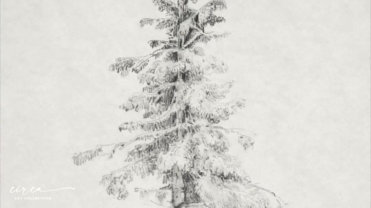 Pine Tree Evergreen Drawing Slihouette Bundle Black and White Sketch Vector  File PNG .pdf JPG .svg - Etsy