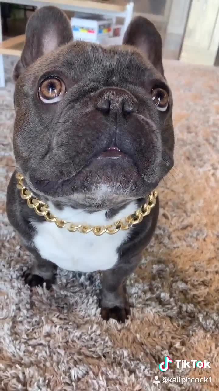 Dogchy: Gold Dog Chain, Cuban Link Dog Collars
