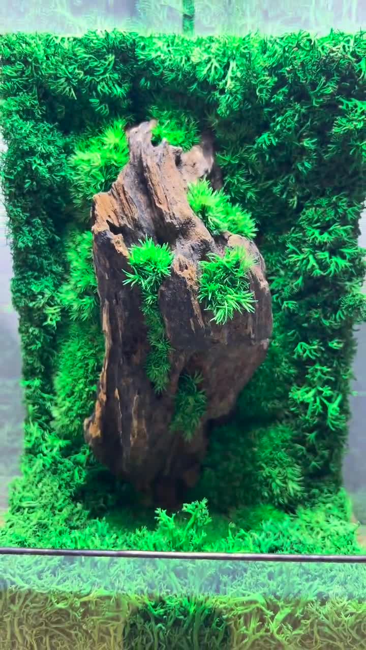 木製＆苔製テラリウム（LEDライト付き）：手作りホームデコレーション
