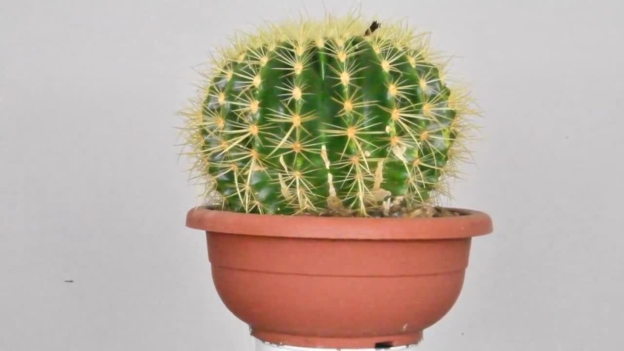 Golden Barrel Cactus big Cactus Plant Big Mother in Laws Cushion  Echinocactus Grusonii Large Showpiece Barrell Cactus Plant 