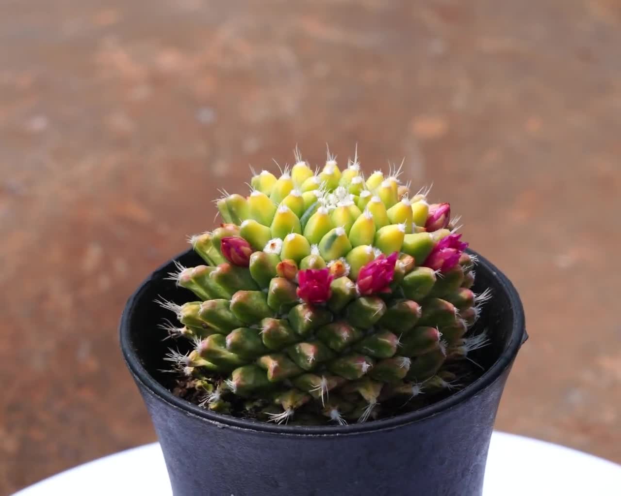 Cactus Ice Cream, Rare Succulent and Best Gift