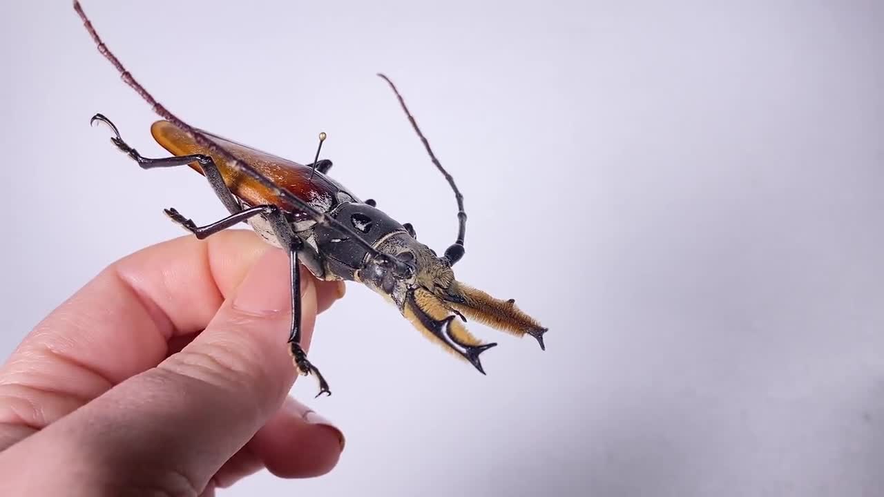 Callipogon barbatus ペルー (PE) - 野生捕獲 - 剥製美術工芸品