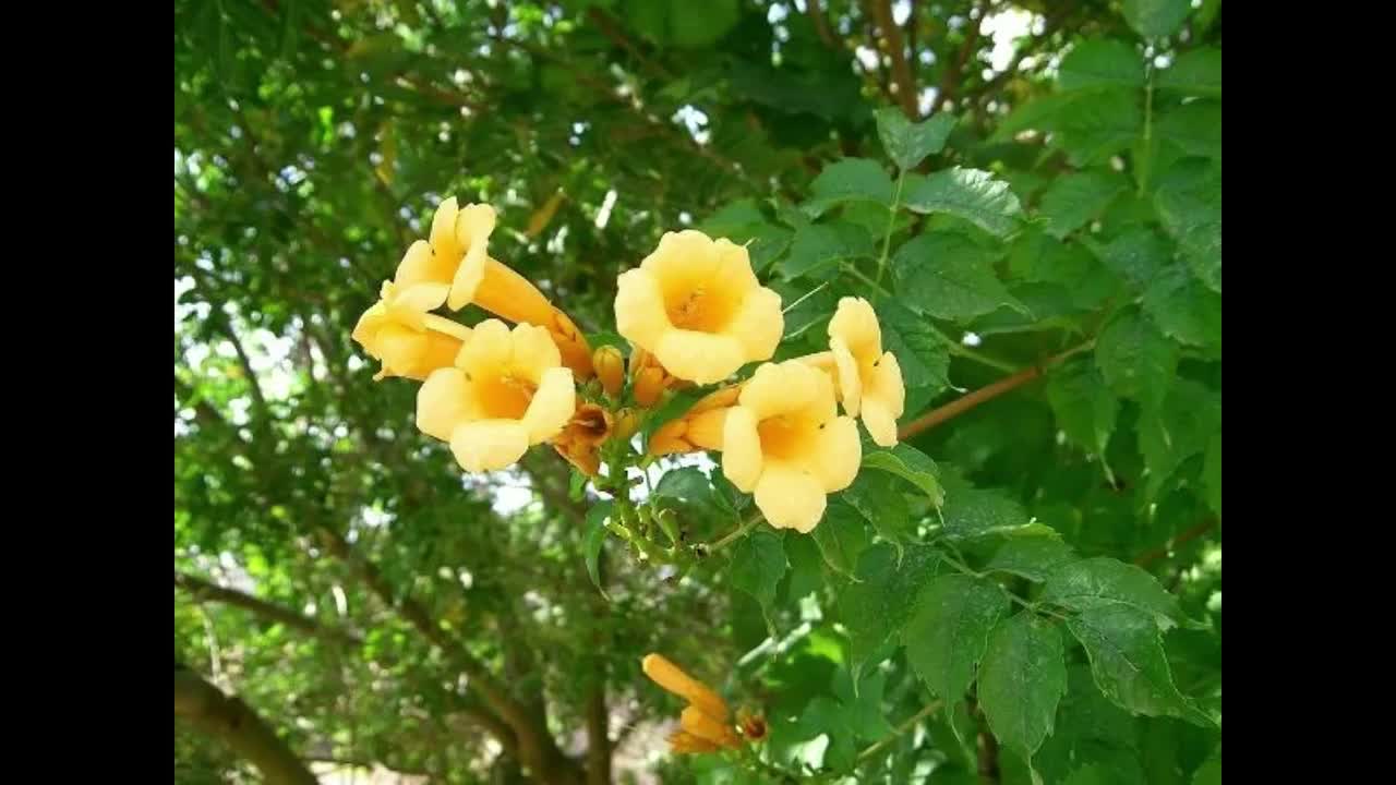 Campsis Flava | Yellow Trumpet Vine | Climbing Plants Outdoor Garden Ready To Plant | Flowering Garden Plants Hardy | Fast Growing For Trellis, Walls, Fences (9cm Pot, 20-30cm