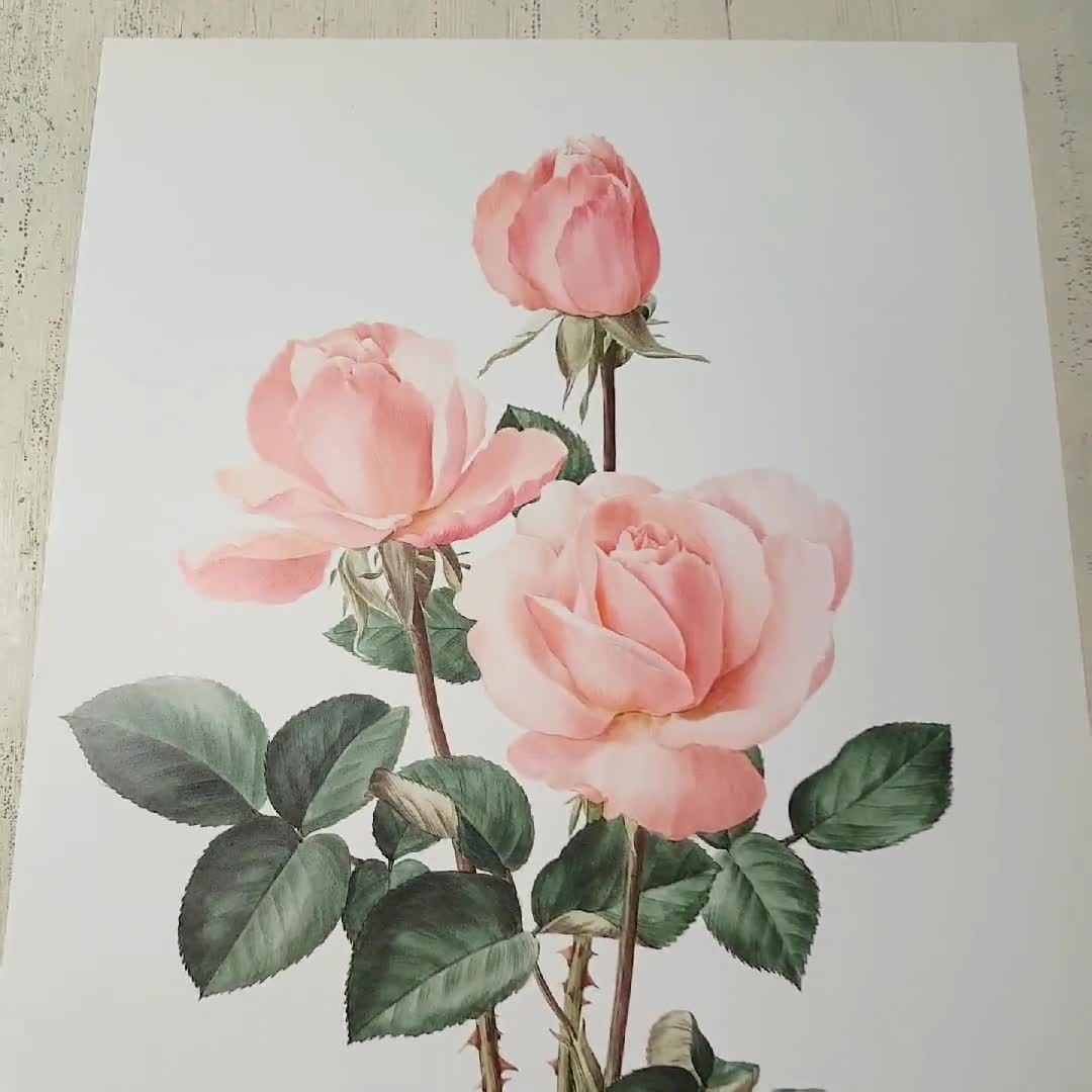 Pale pink Castel Versailles botanical Rose print from 1985. Vintage rose  art print, vintage botanical art botanical poster print pink roses